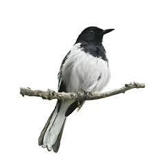 Image showing Oriental Magpie Robin