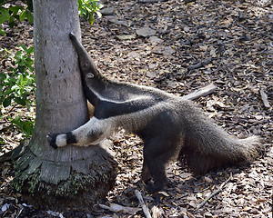 Image showing Giant Anteater