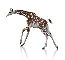 Image showing Young Giraffe