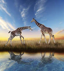 Image showing Two Giraffes At Sunset 