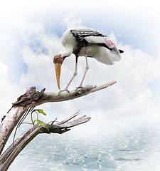 Image showing The Painted Stork (Mycteria leucocephala)