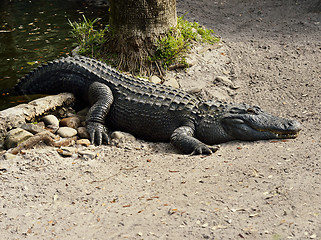 Image showing American Alligator