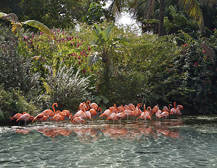 Image showing Pink Flamingos