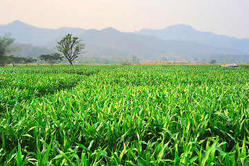 Image showing Corn field 