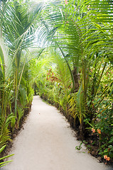 Image showing walkway path through tropical jungle to beach  resorts Little Co