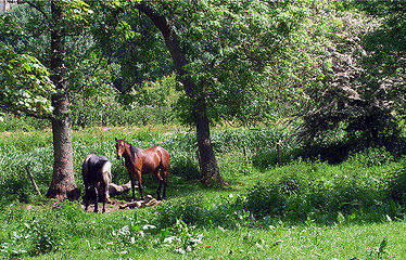 Image showing Two Horses