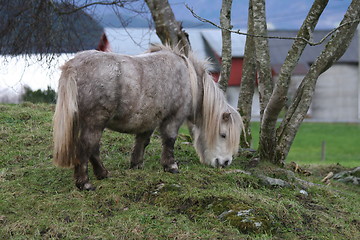 Image showing Shetland pony 23.11.2006