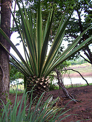 Image showing wild palm tree