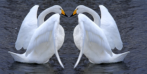 Image showing Swan couple romance