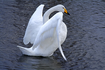 Image showing Swan ballet