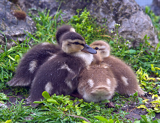 Image showing Chicks