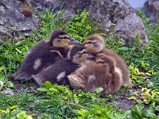 Image showing Chicks