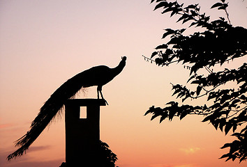 Image showing Sunset Peacock