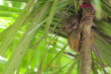 Image showing Tarsier