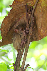 Image showing Tarsier