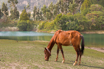 Image showing Horse grazing 