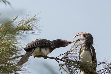 Image showing Two African Grey Hornbills fighting with their beak
