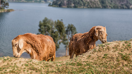 Image showing Sheep grazing 