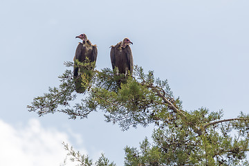 Image showing Vulture