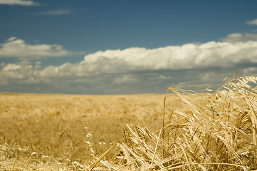 Image showing Ripe barley 5