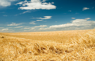 Image showing Ripe barley 2