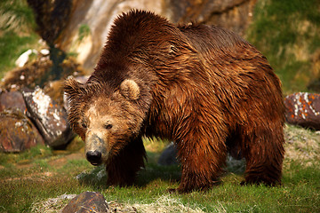 Image showing Brown bear,Kamchatka,