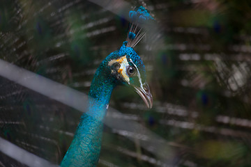 Image showing Portrait of beautiful peacock with feathers out