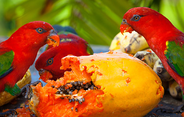 Image showing  Rainbow lorikeets in a manger requests food. Mango.