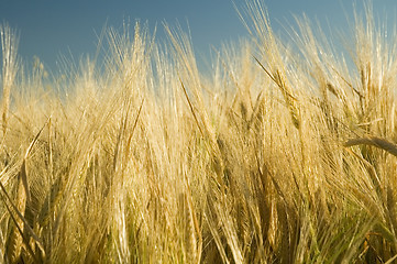 Image showing Ripe barley