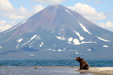 Image showing Bear and a volcano