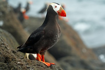 Image showing Tufted puffin