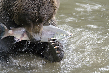 Image showing The bear has seized fish