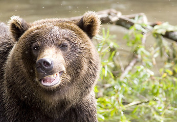 Image showing Smile of a bear