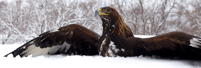 Image showing Hunting of a golden eagle