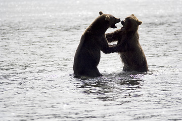 Image showing Struggle of bears