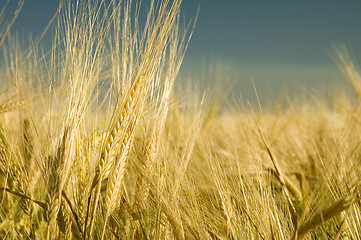 Image showing Ripe barley 7