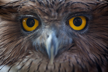 Image showing owl portrait