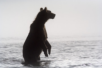 Image showing Kamchatka