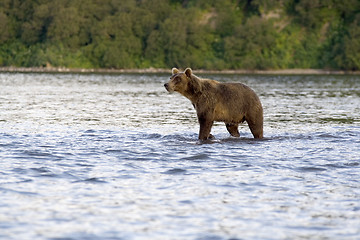 Image showing Kronotsky reserve