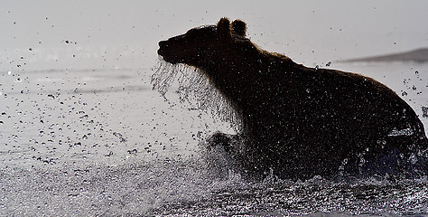 Image showing The brown bear