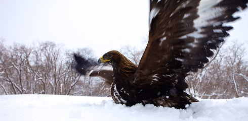 Image showing Golden eagle