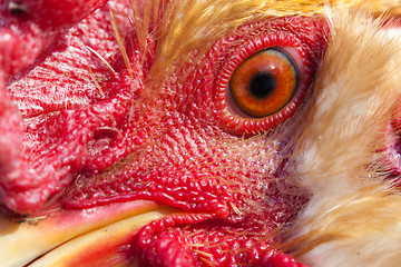 Image showing A rooster portrait close up