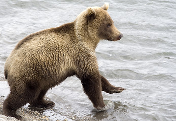 Image showing Brown bear