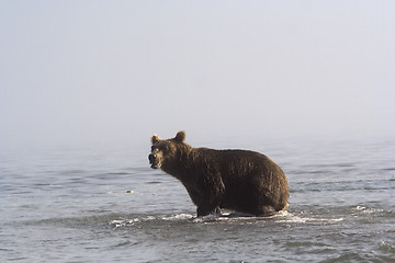 Image showing Brown bear