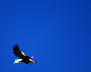 Image showing Sea eagle