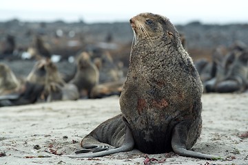 Image showing Northern fur-seals rookery