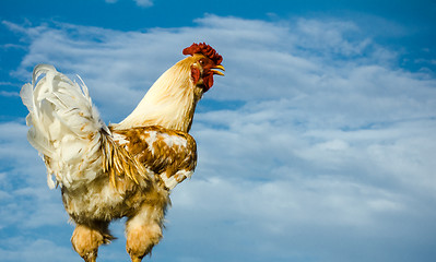 Image showing Cock, close up