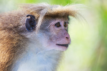 Image showing The rhesus macaque monkey (Macaca mulatta)