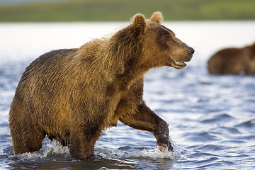 Image showing Brown bear, fisherman