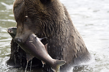 Image showing The bear has fished